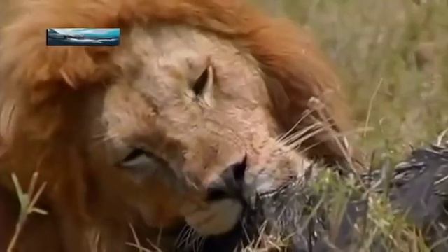 Охота Львов на Буйволов. Такого вы еще не видели