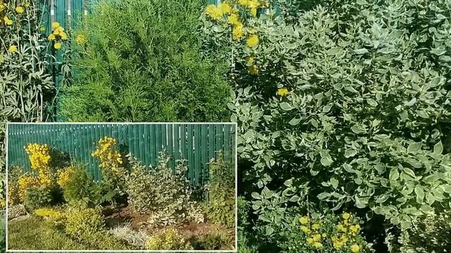Дерен пестролистный Элегантиссима - три важных факта о нем. Что посадить в саду?