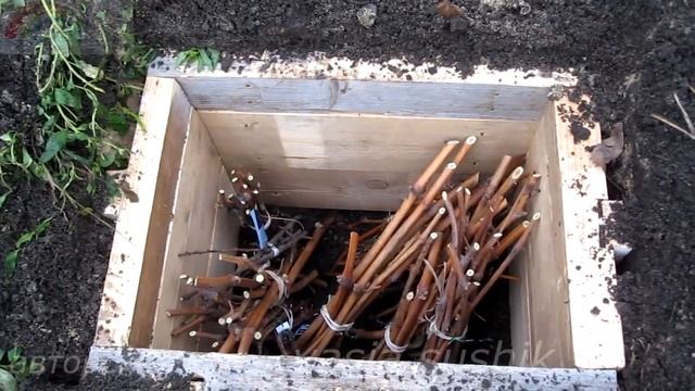 Виноградные черенки.Заготовка черенков винограда осенью и хранение.Хранение черенков винограда зимо