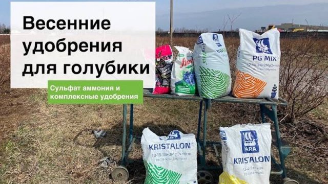 Весенняя подкормка голубики. Лаборатория и питомник из Беларуси "Ягодная долина"