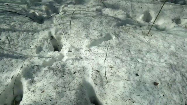 Нашёл рога собираем урожай!!!шесть рогов за один день,поиск рогов лося,оленя