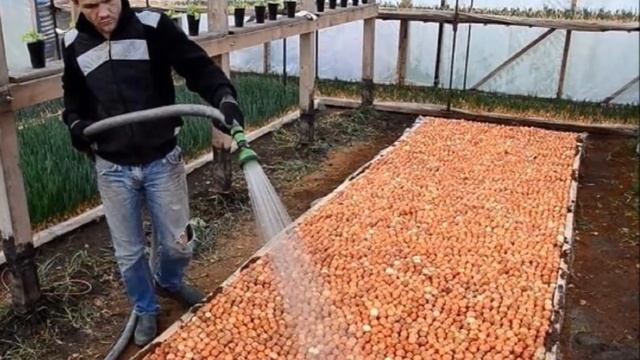 Выращивание опят в домашних условиях круглый год