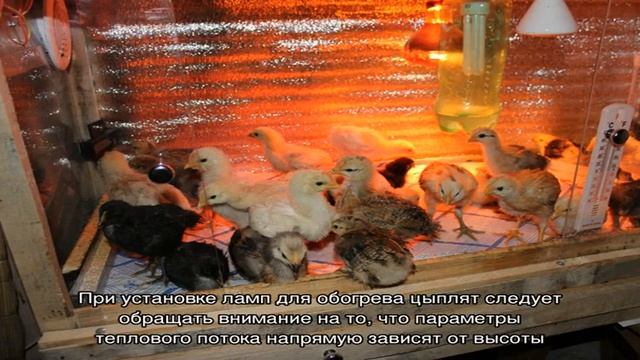 Оптимальная температура для содержания цыплят в первые дни жизни