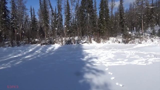 "ШЕСТЕРКА КАННИБАЛОВ". ВОЛЧЬЯ СТАЯ. Заметки БЭРКЭ.