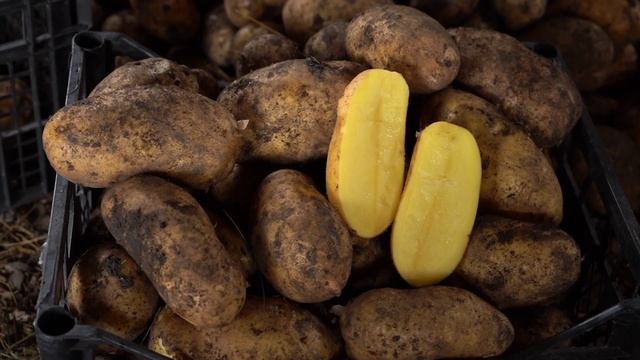 Картофель сорт колетте.  Самый урожайный сорт картофеля.