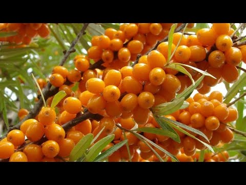 Порошок листа облепихи- оздоровление всего организма!!! 5qT0oFii7_w