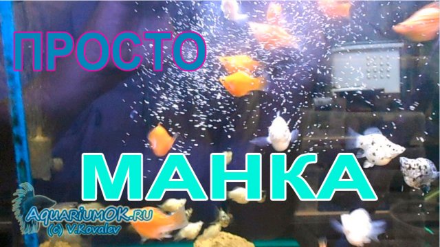 Кормление аквариумных рыбок: лечебный корм из манки