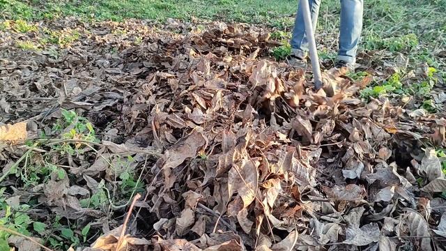 Листья грецкого ореха опасны для сада и огорода / Потому что содержат ЮГЛОН / Огород дяди Вовы