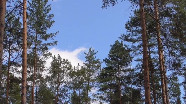 Оздоровление нервно-мозгового аппарата зрения  Для женщин  Настрои академика Сытина Г.Н.