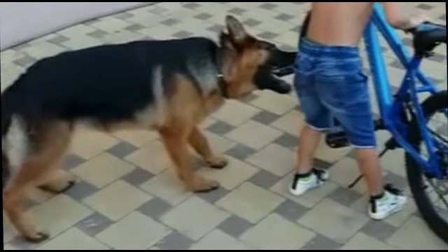 Важная информация для владельцев немецких овчарок и не только...