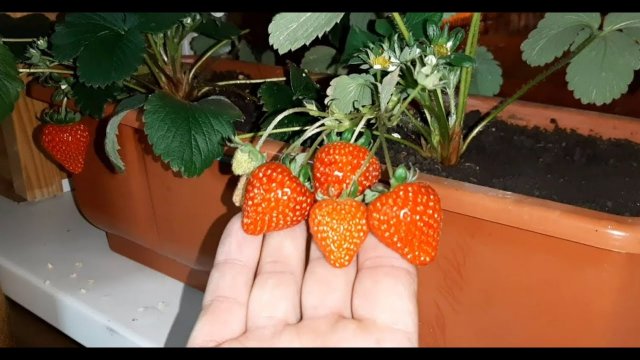 Клубника на подоконнике Как вырастить клубнику зимой на подоконнике_ strawberries on the windowsill.