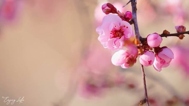 Музыка лечит сердце и сосуды🌿 Успокаивающая музыка восстанавливает нервную сист