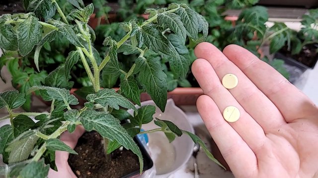Никогда Не ВЫРАЩИВАЙТЕ Томаты и Перец Без Этого! Рассада крепкая и урожайная в 5 раз выше 10 Рецепт