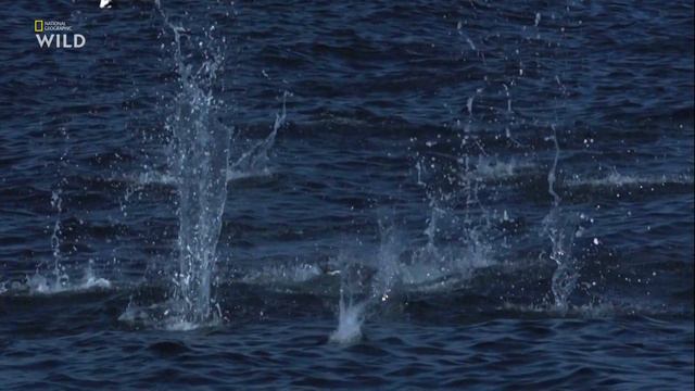 Nat Geo Wild - Чудеса океана - 1серия Острова жизни