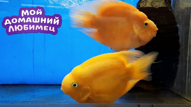 Арина в Зоомагазине - Домашние питомцы - Животные для детей - Экзотические животные - Зоомагазин.