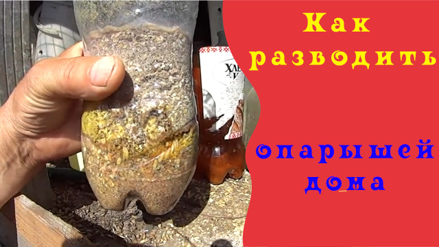КРУПНЫЙ ОПАРЫШ ЗА 3 ДНЯ В ДОМАШНИХ УСЛОВИЯХ. КАК РАЗВОДИТЬ БОЛЬШОГО ОПАРЫША ДЛЯ РЫБАЛКИ.mp4