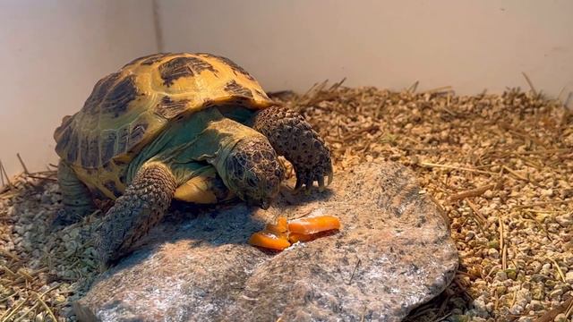 Содержание сухопутной черепахи – СУХОПУТНАЯ ЧЕРЕПАХА🐢
