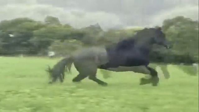 МЧАТСЯ КОНИ .  Копытин Александр г.Железногорск