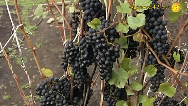 Виноград восхищает