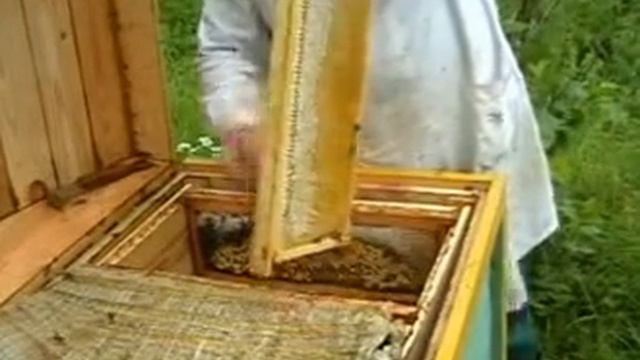 Пчеловодство в Псковской области