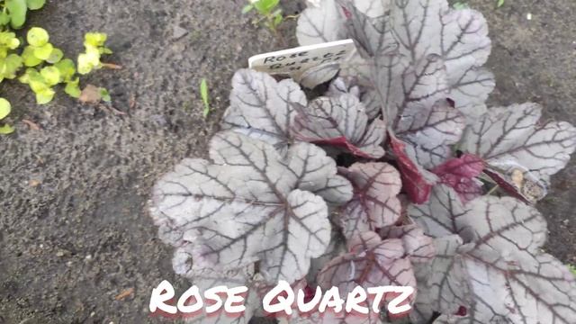 Гейхера сорт Rose Quartz окрас листьев в июле