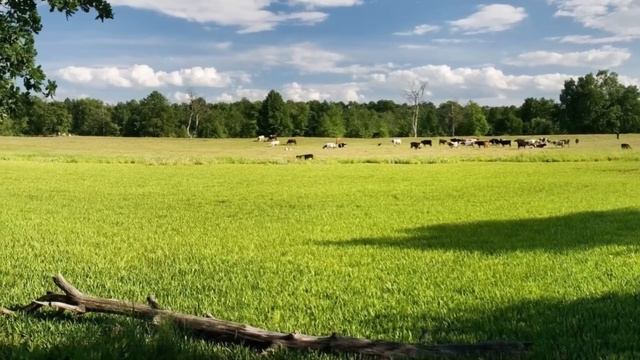 Фельдшер бросила всё и купила дом в глуши  все крутили у виска, а когда она нашла записку