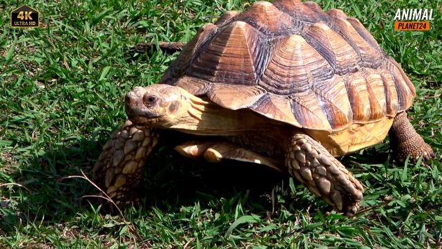 Черепаха? интересные факты о которых вы могли не знать #animals #4k #дикая_природа#черепахa