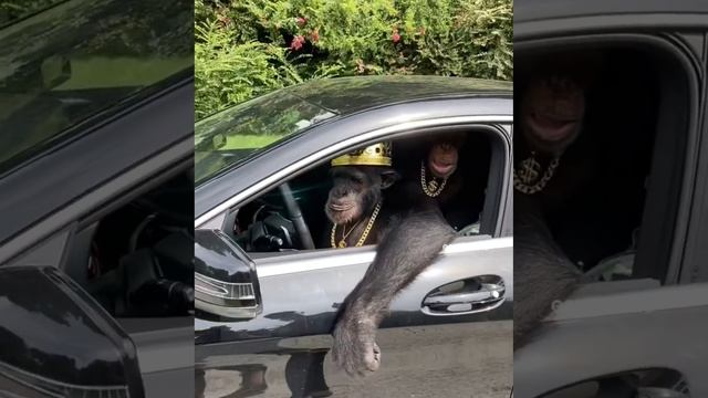 Золотая молодёжь!.MOV