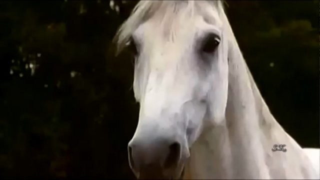 Александр Малинин. Белый конь