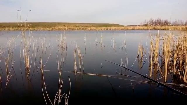Бешенный клев карася на печень