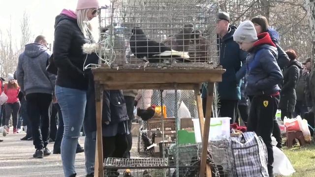 Голуби Николаева. Большая выставка. Ярмарка. Корабелы. Летные голуби. Мясные голуби. Птицы.