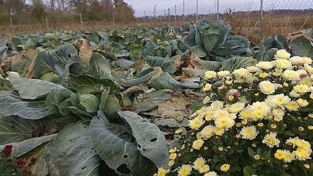3 способа сохранить зимой хризантему