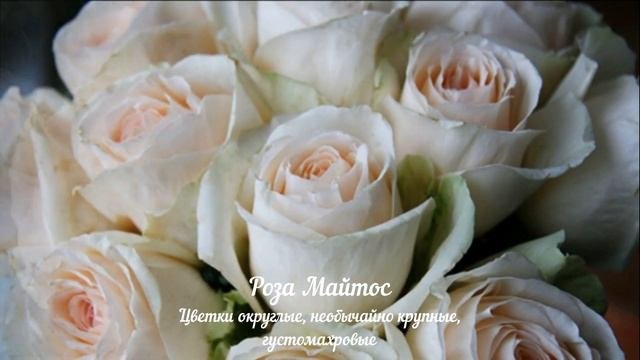 МАЙСКАЯ РОЗА