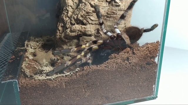 Все мои террариумы для пауков птицеедов + распаковка новых пауков