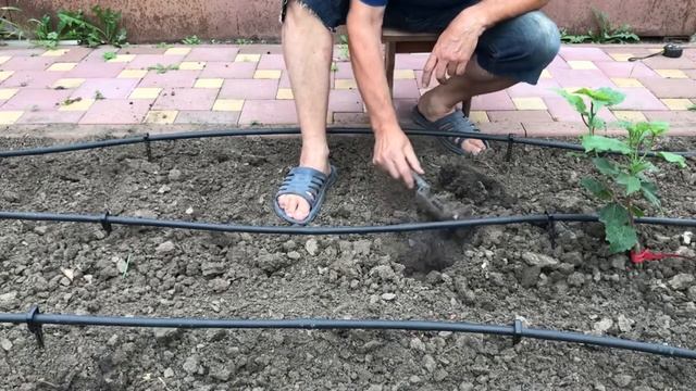 Гибискус травянистый: размножение зелеными черенками. Часть 2 | Hibiscus moscheutos