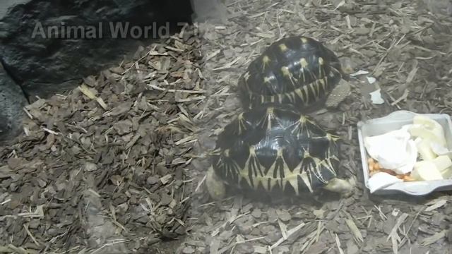 Новый Тульский экзотариум.