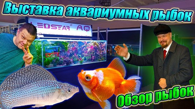 Выставка аквариумных рыбок 2024 [Подробный обзор рыбок]