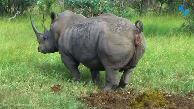 Носорог в деле. Носорог против Бегемота, Льва, Слона, Буйвола. Невероятные факты о носороге.