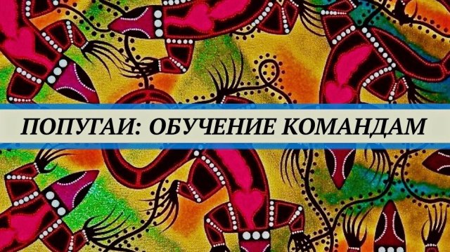 Обучение  попугая командам и трюкам.