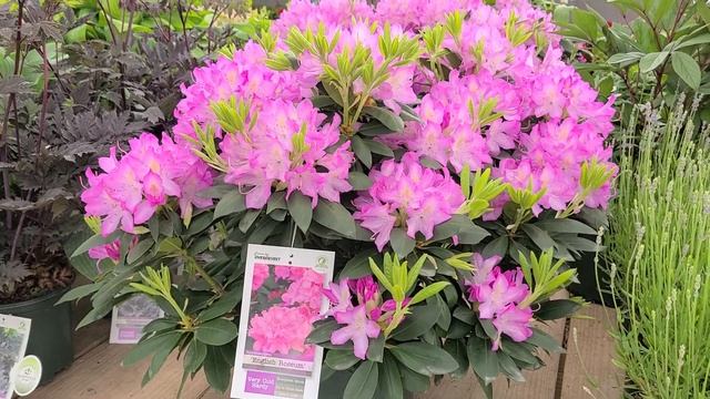 Rhododendron 'English Roseum' // LARGE, ELEGANT, Tough and Easy to Grow Evergreen