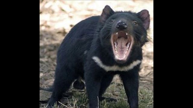 Голос Тасманского Дьявола..wmv