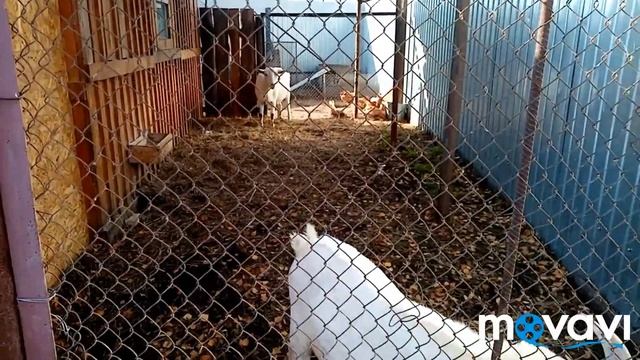 ?Коза не приходит в охоту! Что делать!Жизнь в деревне! ?