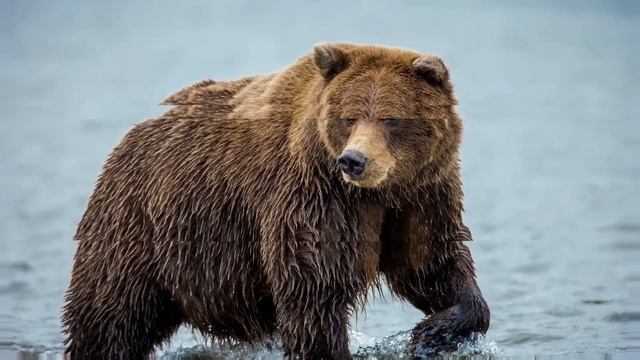 МЕДВЕДЬ ОПИСАНИЕ | КАК ВЫГЛЯДИТ МЕДВЕДЬ | ГДЕ ОБИТАЮТ МЕДВЕДИ
