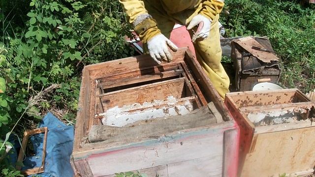 Пересадка пойманных роев из ловушек. 19 июля. Все в расплоде и меде.Ловля роев.Пасека в лесу.