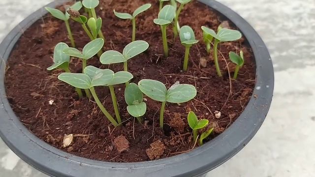 How to grow Watermelon in Pot