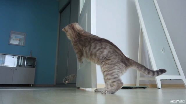 Шотландская прямоухая кошка / Scottish cat / Scottish Straight
