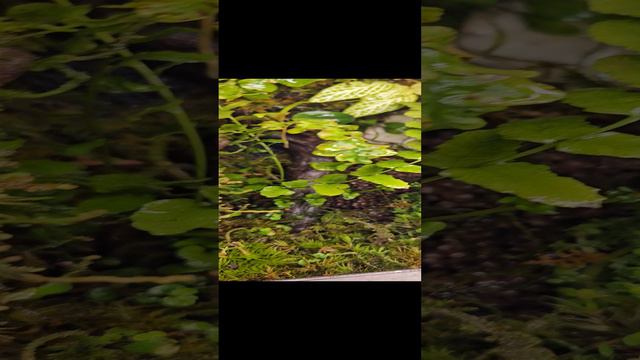 флорариум2.mp4