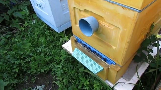 как влияет обработка пчел в июне, шнурами ТЭДА на яйцекладку облетанной матки
