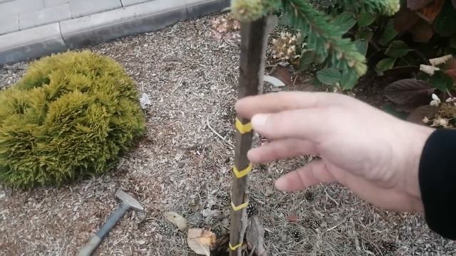 ХВОЙНЫЕ НА ШТАМБЕ - УДЕЛИТЕ ВНИМАНИЕ !!!