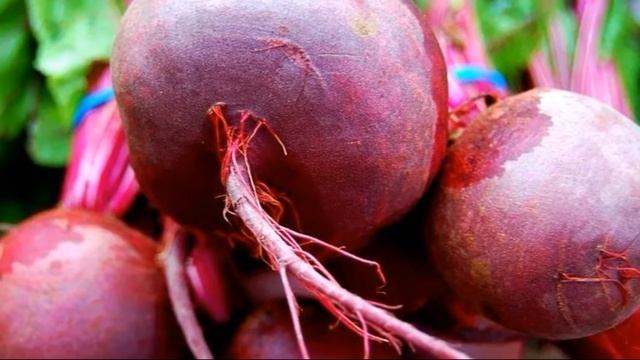 Когда убирать свеклу на хранение - когда и как собирать урожай свеклы